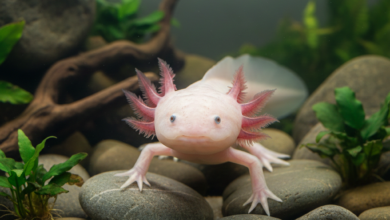axolotl